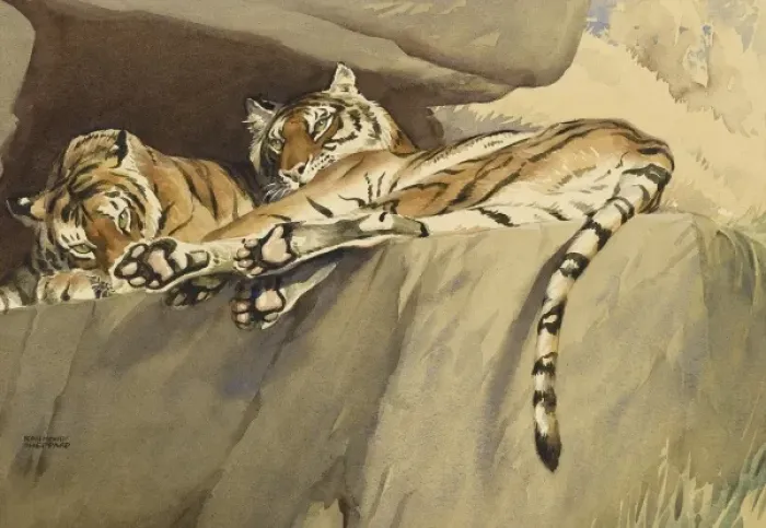 Framed Print : Two Tigers relaxing on a rock shelf Framed Print : Two Tigers relaxing on a rock shelf