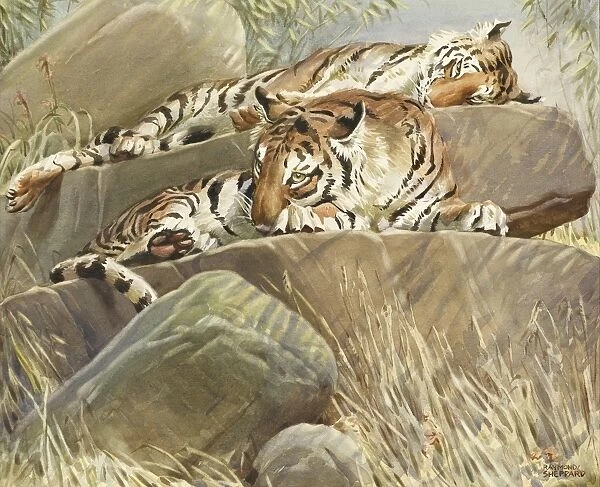 Two Tigers resting on large rocks