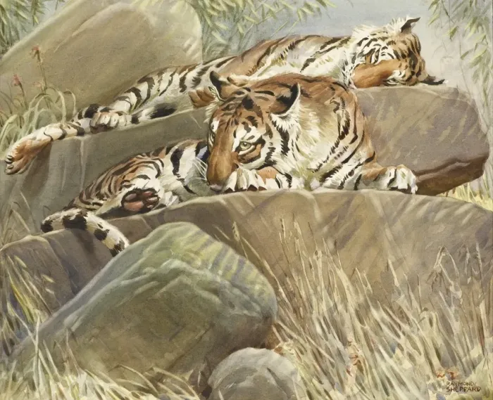 Framed Print : Two Tigers resting on large rocks Framed Print : Two Tigers resting on large rocks