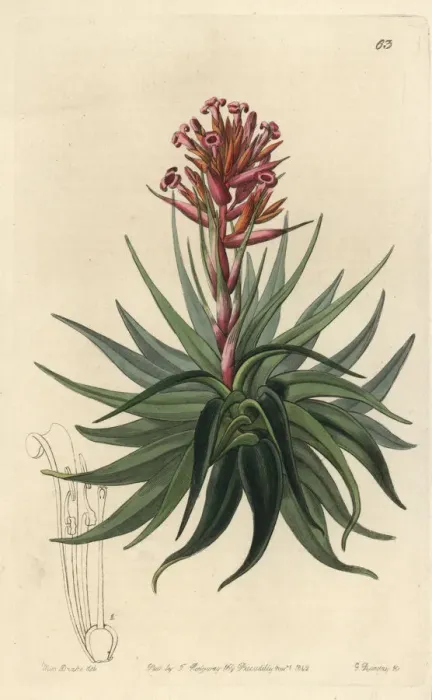 Framed Print : Tillandsia geminiflora Framed Print : Tillandsia geminiflora