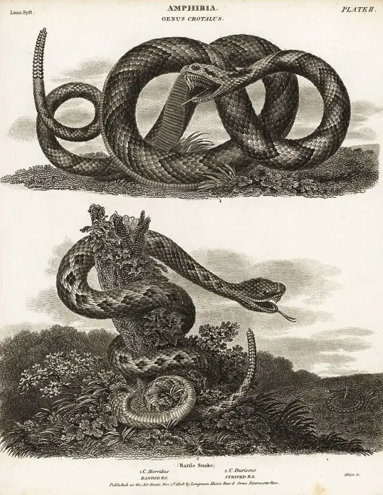Framed Print : Timber rattlesnake and South American rattlesnake Framed Print : Timber rattlesnake and South American rattlesnake