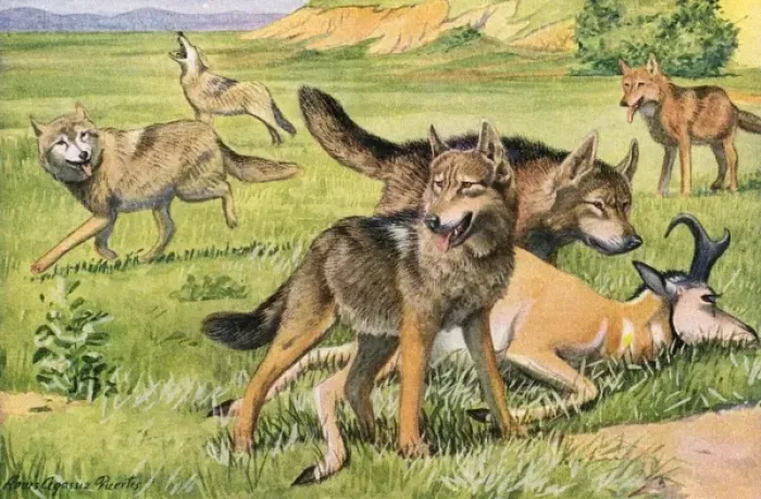 Framed Print : Timber Wolf and Coyote Framed Print : Timber Wolf and Coyote