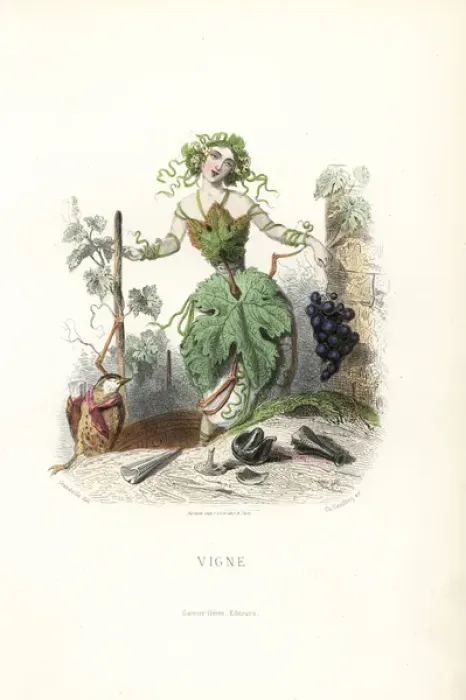 Framed Print : Tipsy grapevine flower fairy, Vitis vinifera Framed Print : Tipsy grapevine flower fairy, Vitis vinifera