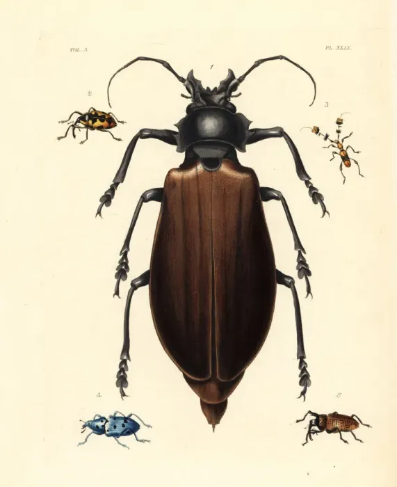 Framed Print : Titan and other exotic beetles Framed Print : Titan and other exotic beetles