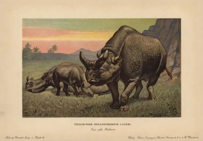 Framed Print : Titanotherium latum, , extinct genus of herbivorous Framed Print : Titanotherium latum, , extinct genus of herbivorous