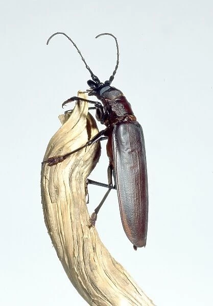 Titanus giganteus L. titan beetle