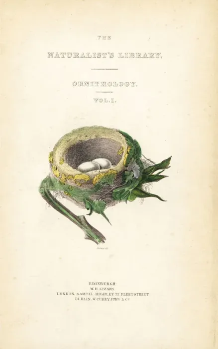 Framed Print : Title page from Hummingbirds, Volume 1 Framed Print : Title page from Hummingbirds, Volume 1