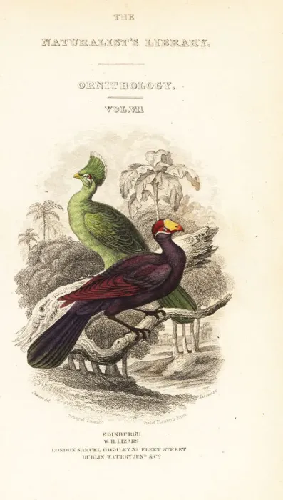 Framed Print : Titlepage with vignette of Guinea turaco and violet turaco Framed Print : Titlepage with vignette of Guinea turaco and violet turaco