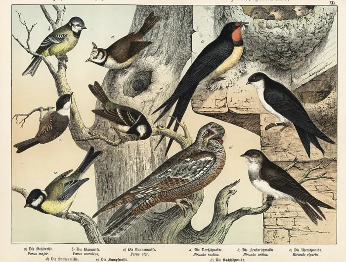 Framed Print : Tits, swallows and nightjar Framed Print : Tits, swallows and nightjar