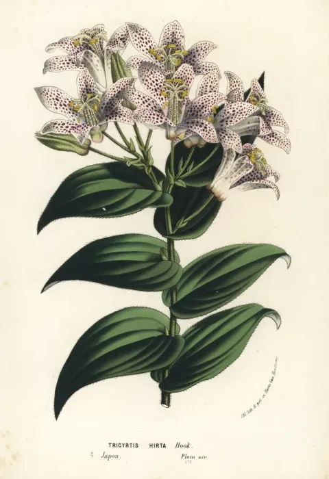 Framed Print : Toad lily, Tricyrtis hirta Framed Print : Toad lily, Tricyrtis hirta