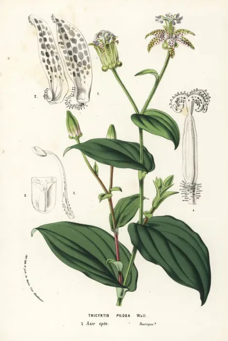 Framed Print : Toad lily, Tricyrtis maculata Framed Print : Toad lily, Tricyrtis maculata