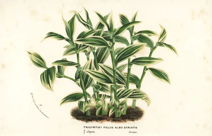 Framed Print : Toad lily, Tricyrtis species Framed Print : Toad lily, Tricyrtis species