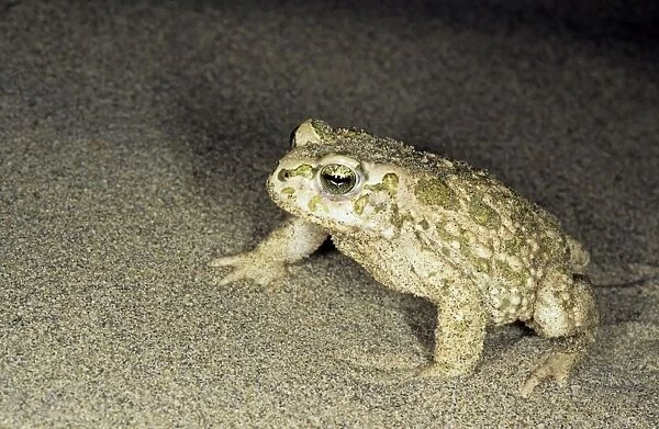 Toad - in sand dunes of Central Karakum desert at night
