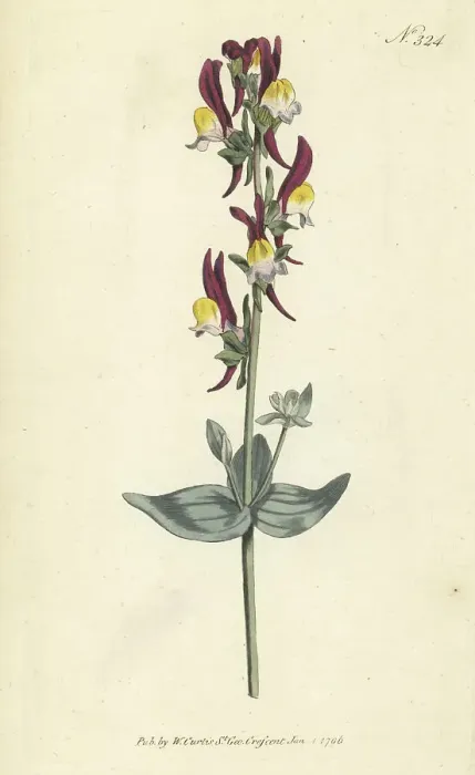 Framed Print : Toadflax, Linaria triphylla