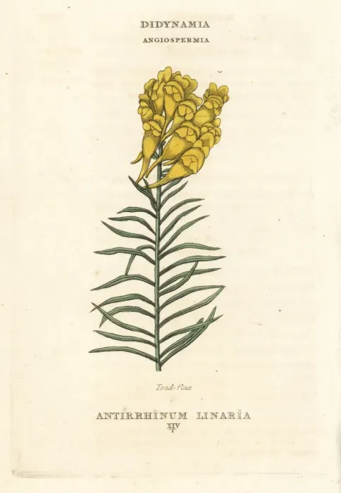 Framed Print : Toadflax, Linaria vulgaris Framed Print : Toadflax, Linaria vulgaris