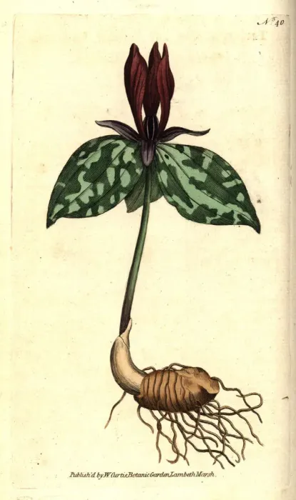 Framed Print : Toadshade or sessile trillium, Trillium sessile Framed Print : Toadshade or sessile trillium, Trillium sessile
