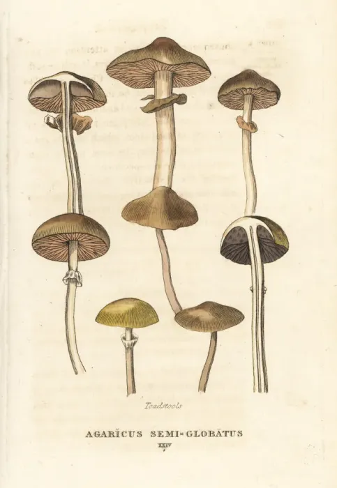 Framed Print : Toadstools, Agaricus semi-globatus Framed Print : Toadstools, Agaricus semi-globatus