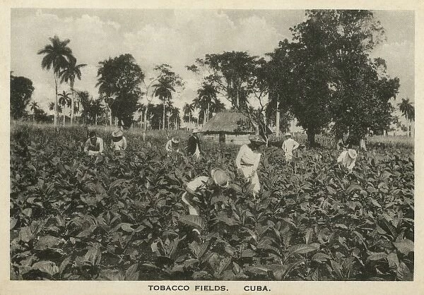 Tobacco Fields, Cuba