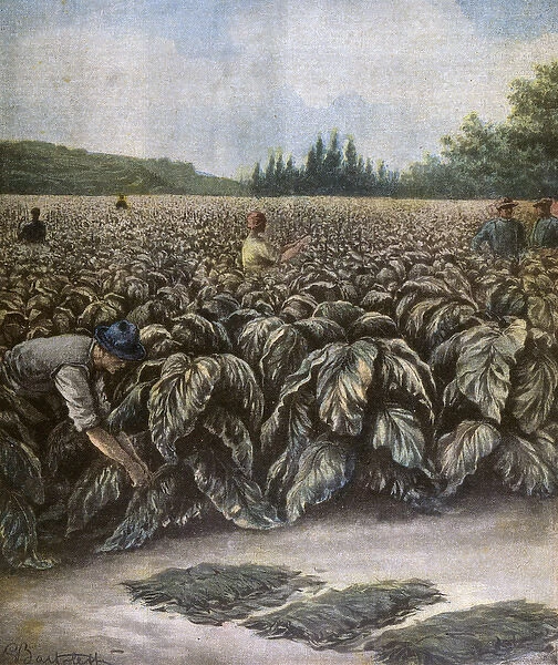 Tobacco Growing Italy
