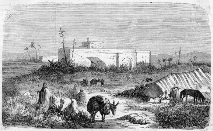 Framed Print : Tobacco harvest in Algeria Framed Print : Tobacco harvest in Algeria