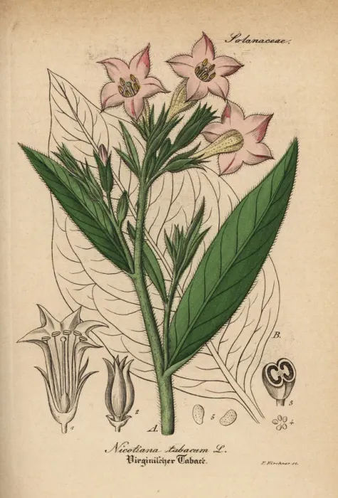 Framed Print : Tobacco, Nicotiana tabacum Framed Print : Tobacco, Nicotiana tabacum