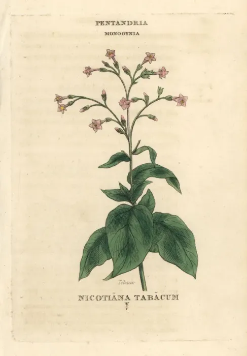 Framed Print : Tobacco, Nicotiana tabacum Framed Print : Tobacco, Nicotiana tabacum