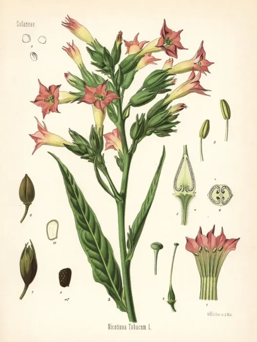 Framed Print : Tobacco, Nicotiana tabacum Framed Print : Tobacco, Nicotiana tabacum