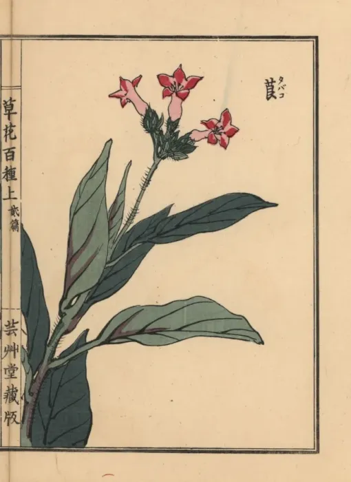 Framed Print : Tobacco plant, Nicotiana tabacum Framed Print : Tobacco plant, Nicotiana tabacum
