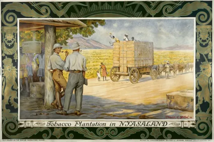 Framed Print : Tobacco Plantation Framed Print : Tobacco Plantation