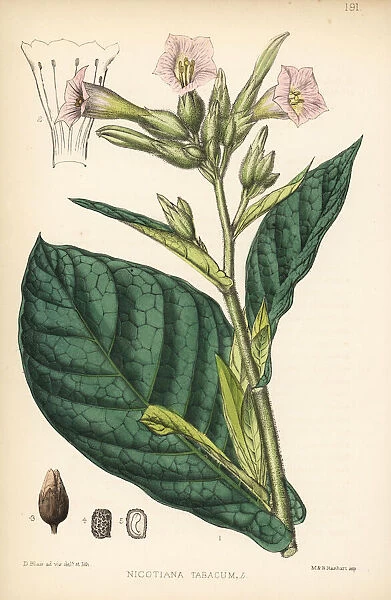 Tobacco or Virginian tobacco, Nicotiana tabacum