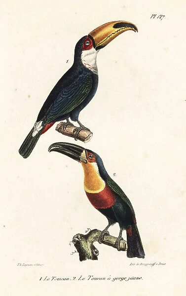 Toco toucan and ariel toucan