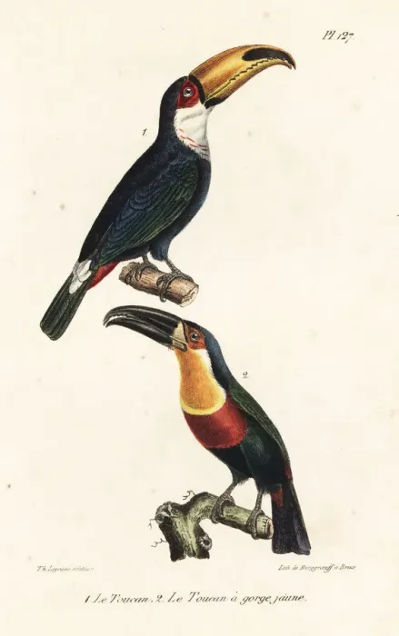 Framed Print : Toco toucan and ariel toucan Framed Print : Toco toucan and ariel toucan