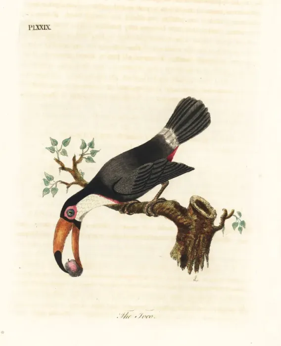 Framed Print : Toco toucan, Ramphastos toco Framed Print : Toco toucan, Ramphastos toco