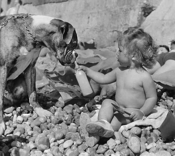 Toddler and boxer dog on pebbly beach