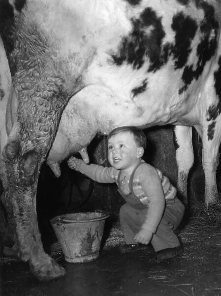 Toddler Milking a Cow