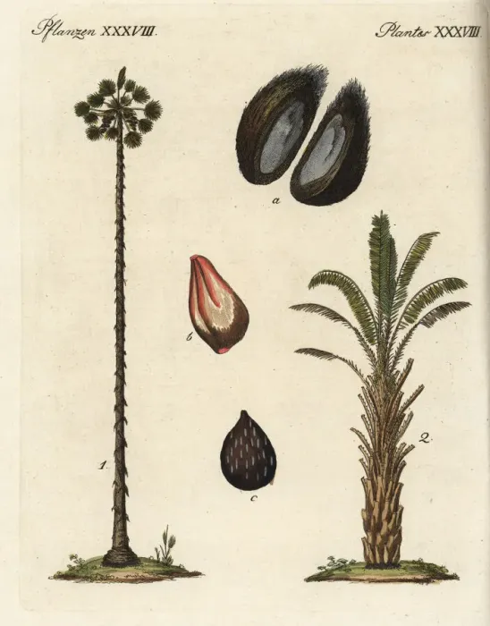 Framed Print : Toddy palm and oil palm Framed Print : Toddy palm and oil palm