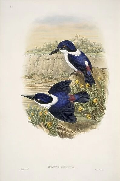 Todiramphus leucopygius, ultramarine kingfisher