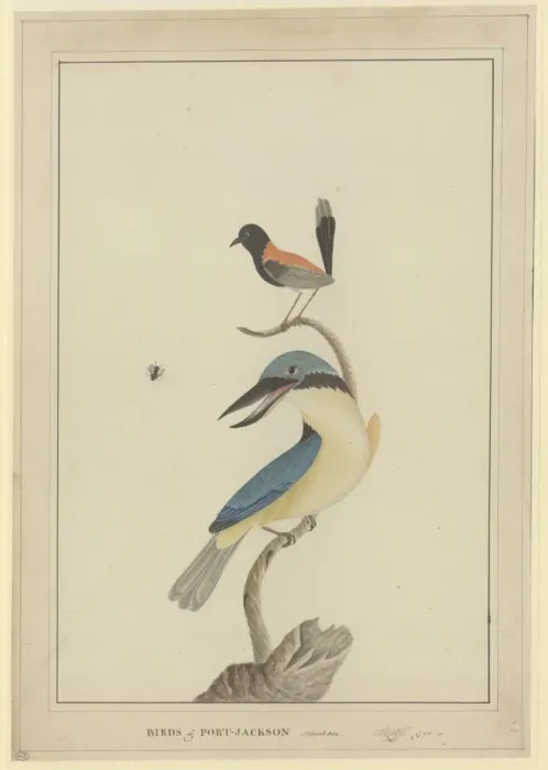 Framed Print : Todiramphus sanctus, Malurus melanocephala Framed Print : Todiramphus sanctus, Malurus melanocephala