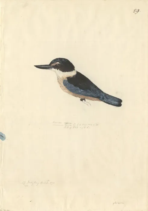 Framed Print : Todiramphus sanctus, sacred kingfisher Framed Print : Todiramphus sanctus, sacred kingfisher