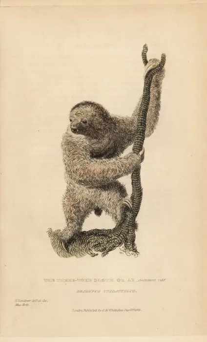 Framed Print : Three toed sloth, Bradypus tridactylus Framed Print : Three toed sloth, Bradypus tridactylus