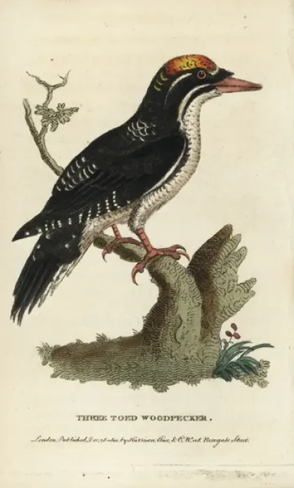 Framed Print : Three toed woodpecker, Picoides tridactylus Framed Print : Three toed woodpecker, Picoides tridactylus