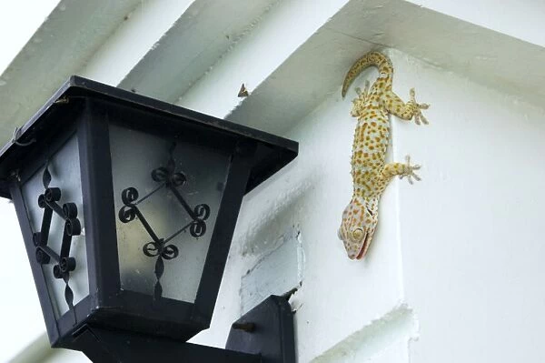 Tokay Gecko - adult on a corner of a building after