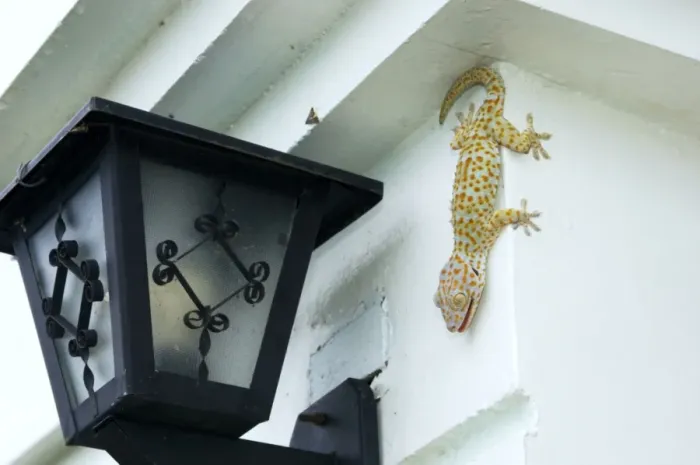 Framed Print : Tokay Gecko - adult on a corner of a building after Framed Print : Tokay Gecko - adult on a corner of a building after