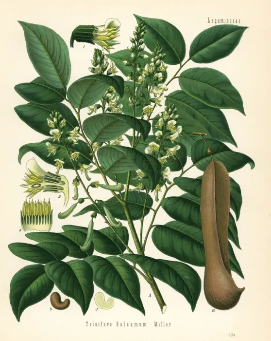 Framed Print : Tolu balsam, Myroxylon balsamum Framed Print : Tolu balsam, Myroxylon balsamum