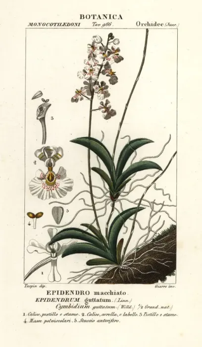 Framed Print : Tolumnia guttata orchid Framed Print : Tolumnia guttata orchid