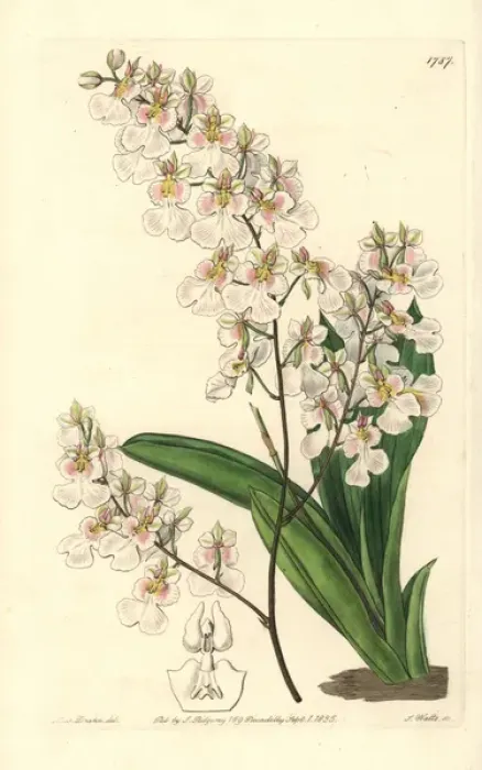Framed Print : Tolumnia pulchella orchid Framed Print : Tolumnia pulchella orchid