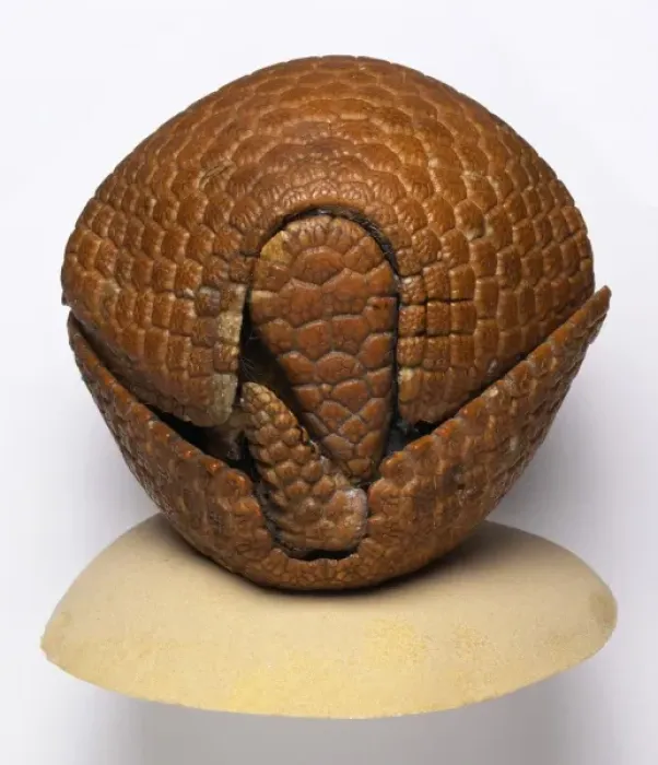 Framed Print : Tolypeutes tricinctus, Brazilian three-banded armadillo Framed Print : Tolypeutes tricinctus, Brazilian three-banded armadillo