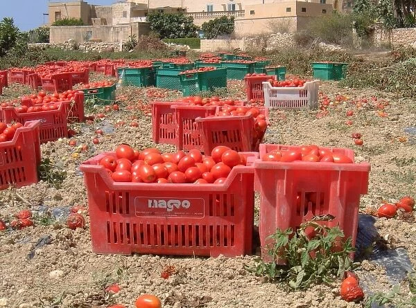 Tomato harvest, Malta