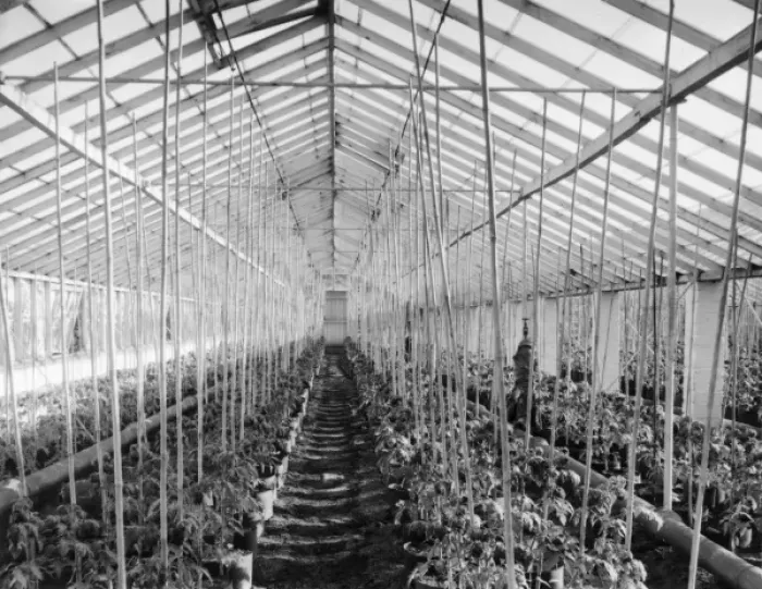 Framed Print : Tomato Hothouse Framed Print : Tomato Hothouse