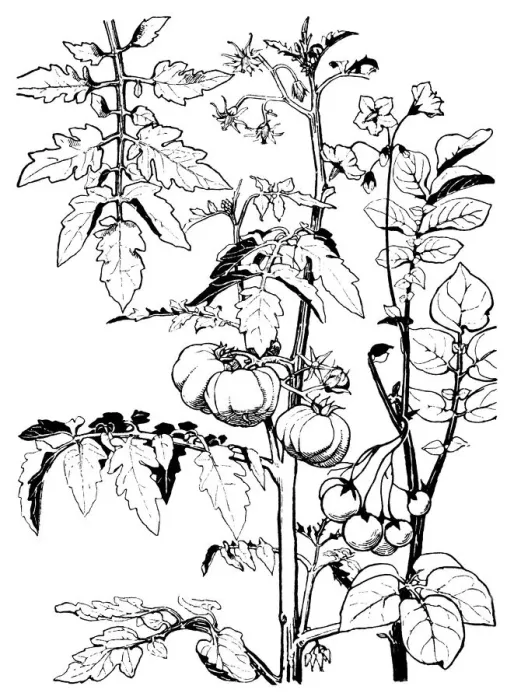 Framed Print : Tomatoes. Studies in plant form with suggestions for their application to design Framed Print : Tomatoes. Studies in plant form with suggestions for their application to design